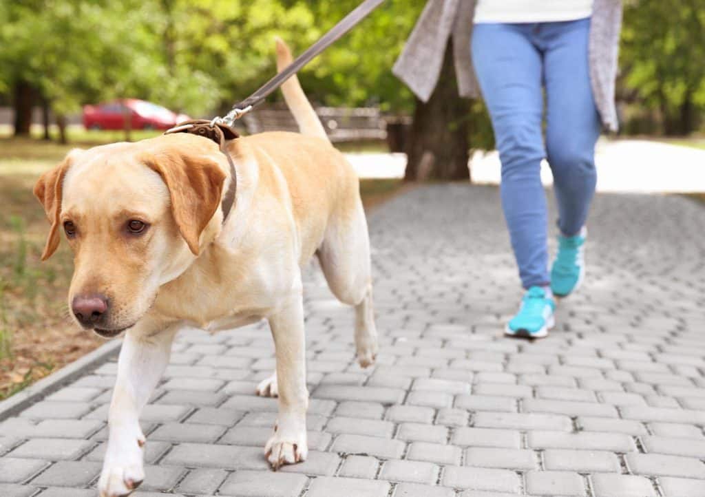Autism and Pets: Essential Tips to Teach Your Child Responsible Pet Care