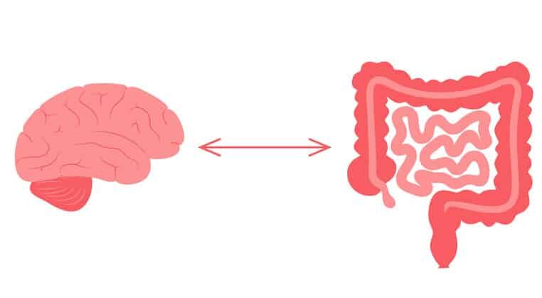 The connection between gut health and the nervous system in autism diet and nutrition The connection between gut health and the nervous system in autism diet and nutrition